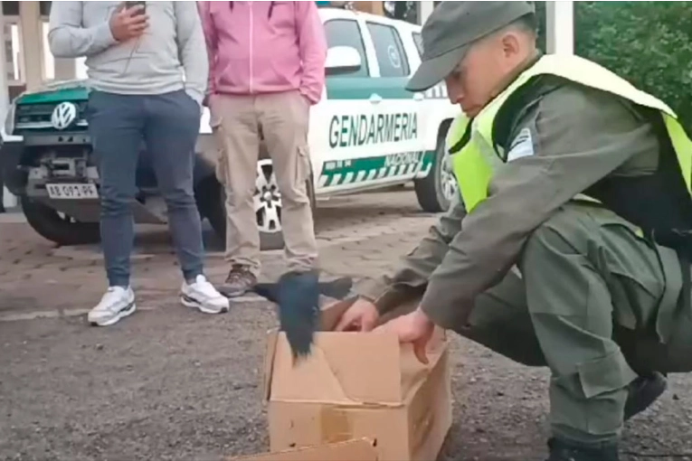 Liberaron 30 aves que eran transportadas ilegalmente por la Ruta Nacional Nº12