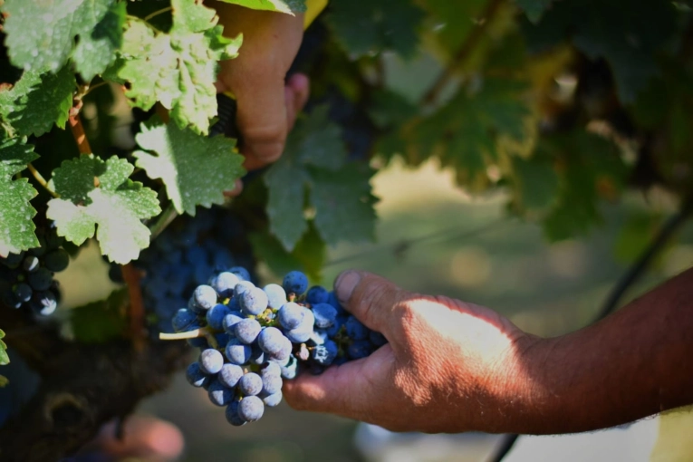 Reconocieron el proyecto turístico "Entre Ríos, brindis y sabores"