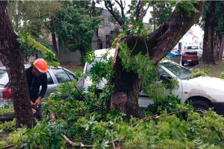 Temporal en Paraná dejó árboles caídos y daños en techos de viviendas