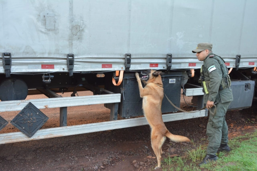 Cargamento de marihuana incautado en Misiones. (foto: Gendarmer&iacute;a Nacional)