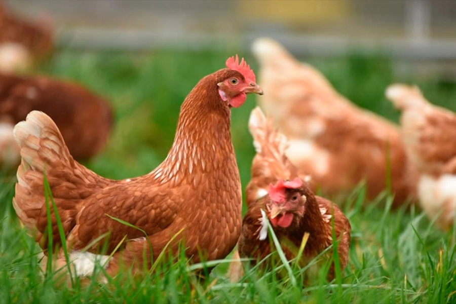 Los huevos de gallinas que pastorean libres.