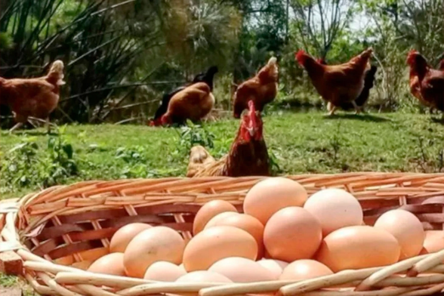 Huevos de gallinas felices.