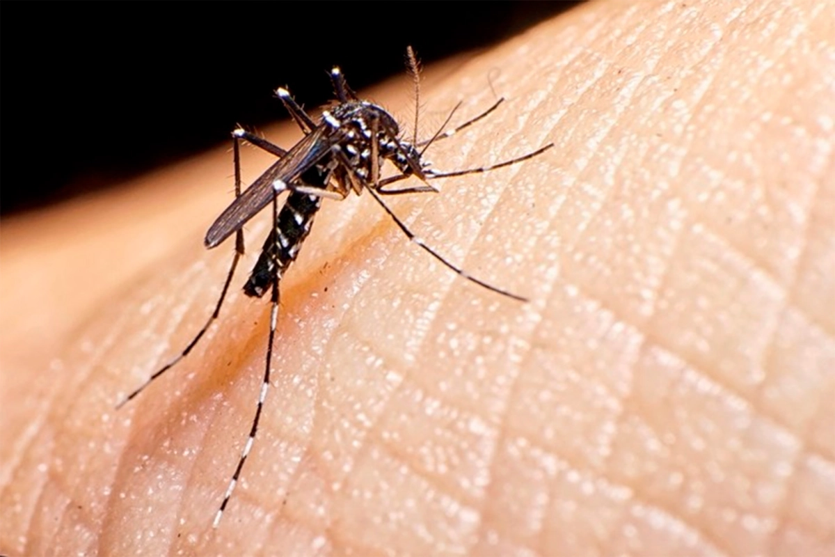 Mosquito Aedes aegypti, Mosquito Aedes aegypti,
