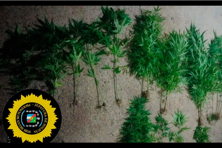 Hallaron un invernadero de marihuana en una casa abandonada