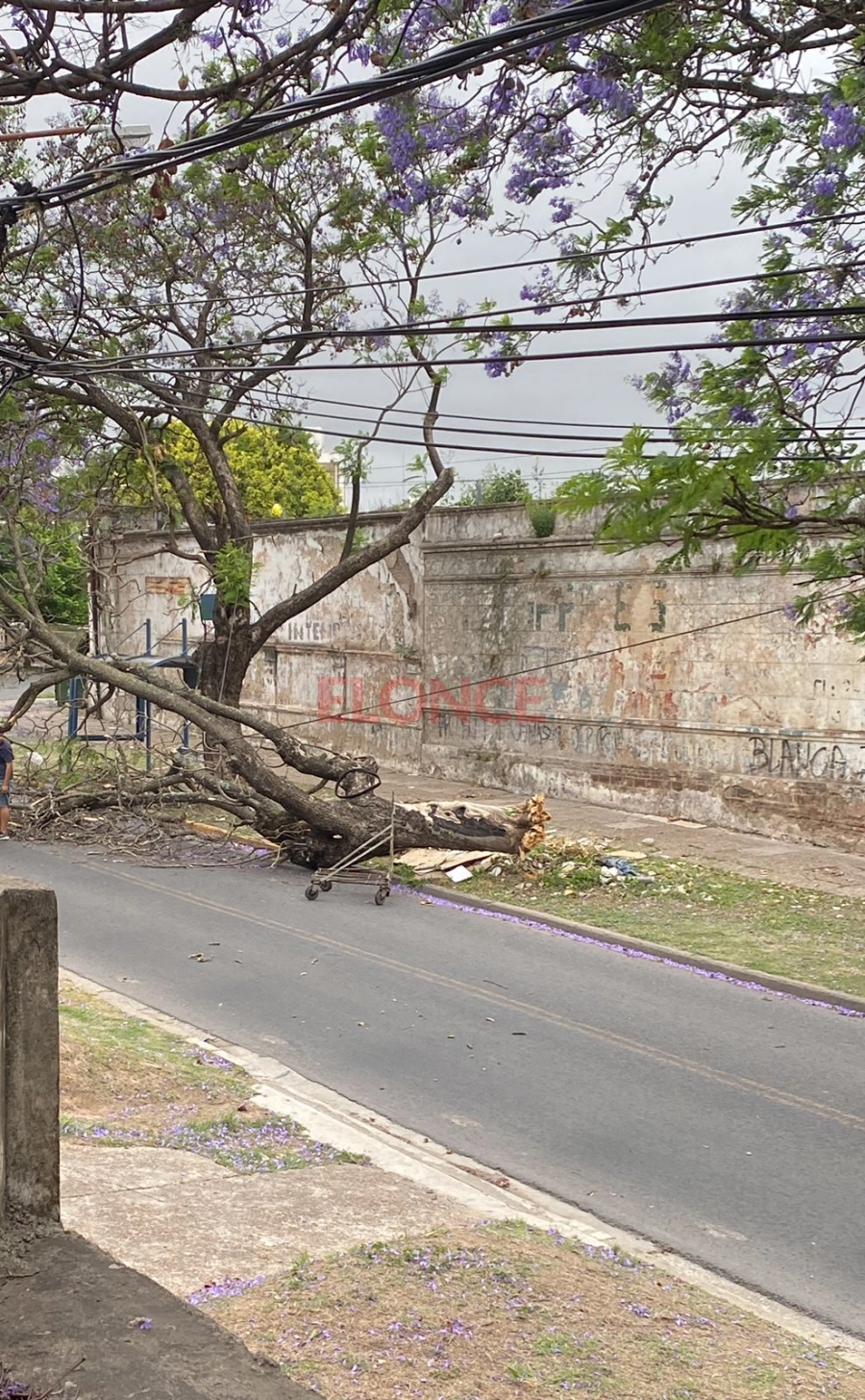 &Aacute;rbol ca&iacute;do en calles Ameghino y Espa&ntilde;a. (foto: Elonce)