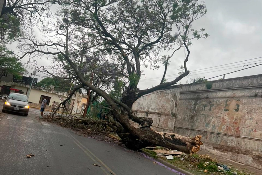 Árbol ca&iacute;do en calles Ameghino y Espa&ntilde;a. (foto: Elonce)