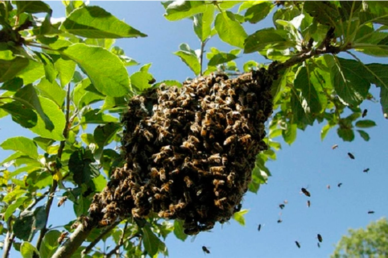 Sufrió más de 100 picaduras de avispas tras acercarse a un árbol para orinar