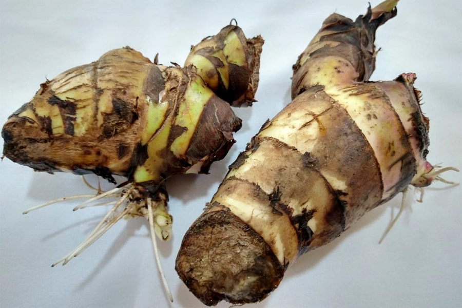 La ra&iacute;z de la achira