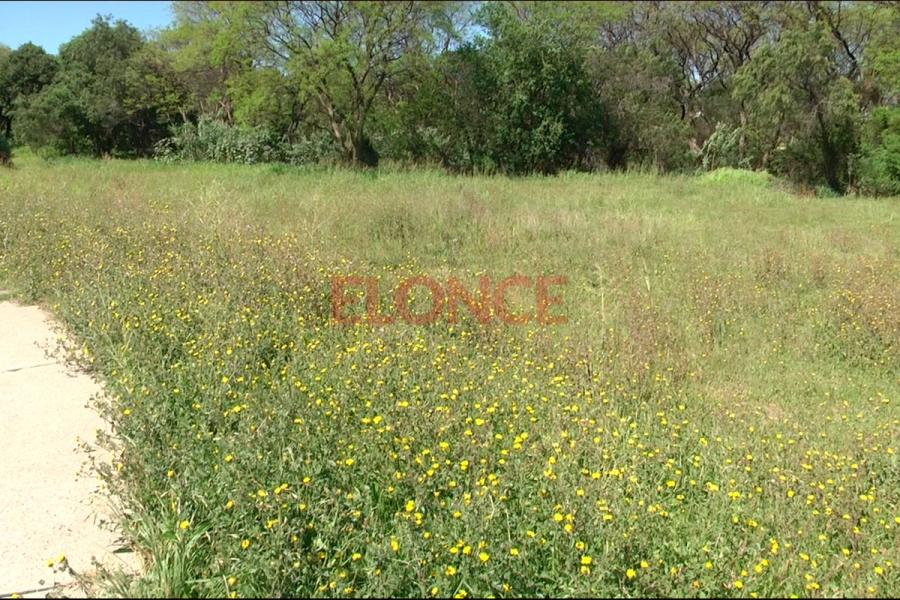 Reclaman al municipio el corte de pasto y la fumigaci&oacute;n