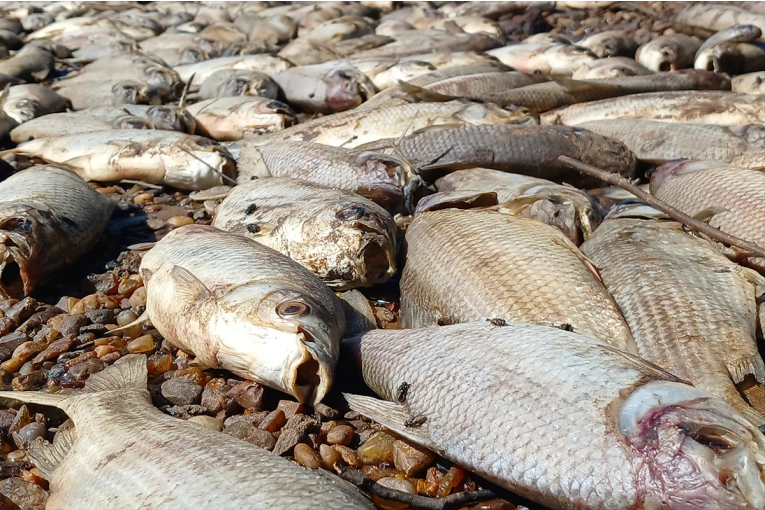 Relacionan la mortandad de peces en Concordia con la bajante del río Uruguay