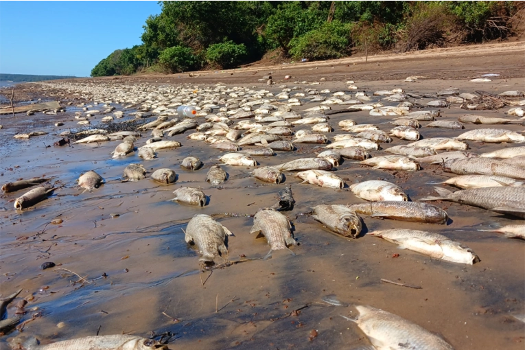 Gran cantidad de peces aparecieron muertos a orillas de un arroyo de Concordia