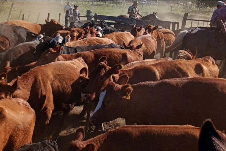 Recuperaron importante cantidad de vacunos denunciados como robados