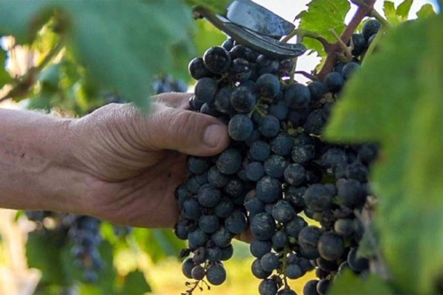 Por qu&eacute; hay que comer 12 uvas en A&ntilde;o Nuevo: c&oacute;mo se realiza el ritual