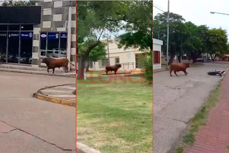 Un toro suelto sorprendió en Nogoyá: derribó tres motos y trató de ingresar a un comercio