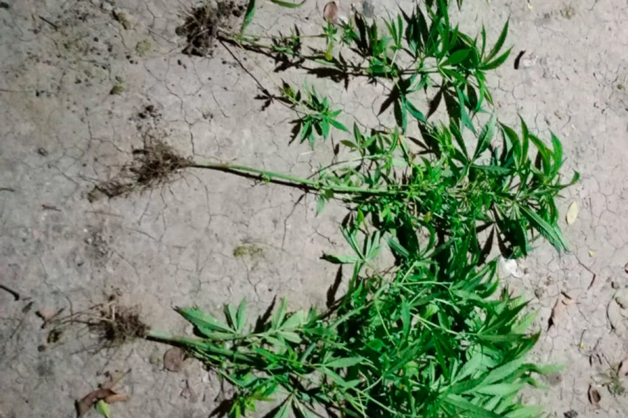 Foto: Divisi&oacute;n Toxicolog&iacute;a