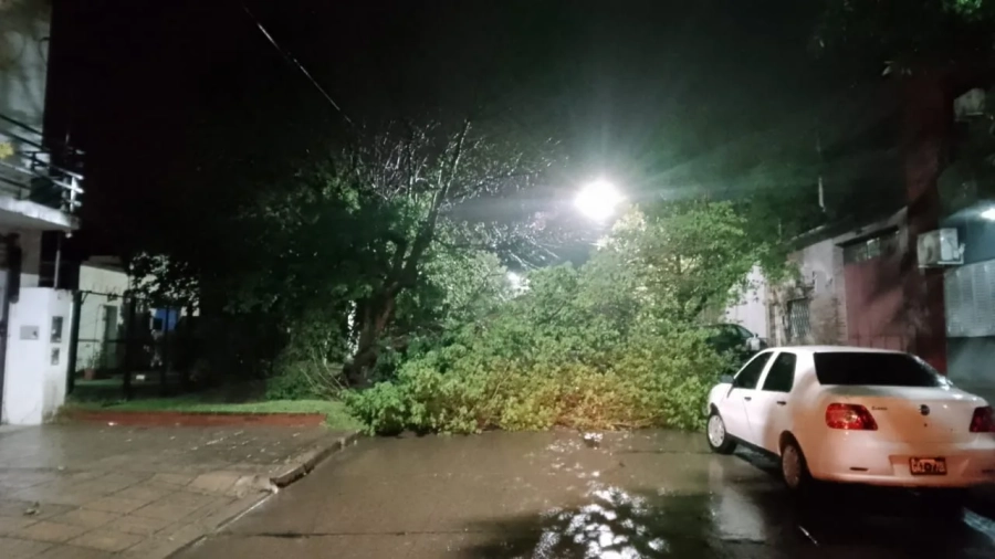 Ramas ca&iacute;das por el temporal en Concepci&oacute;n del Uruguay. (foto: La Pir&aacute;mide)