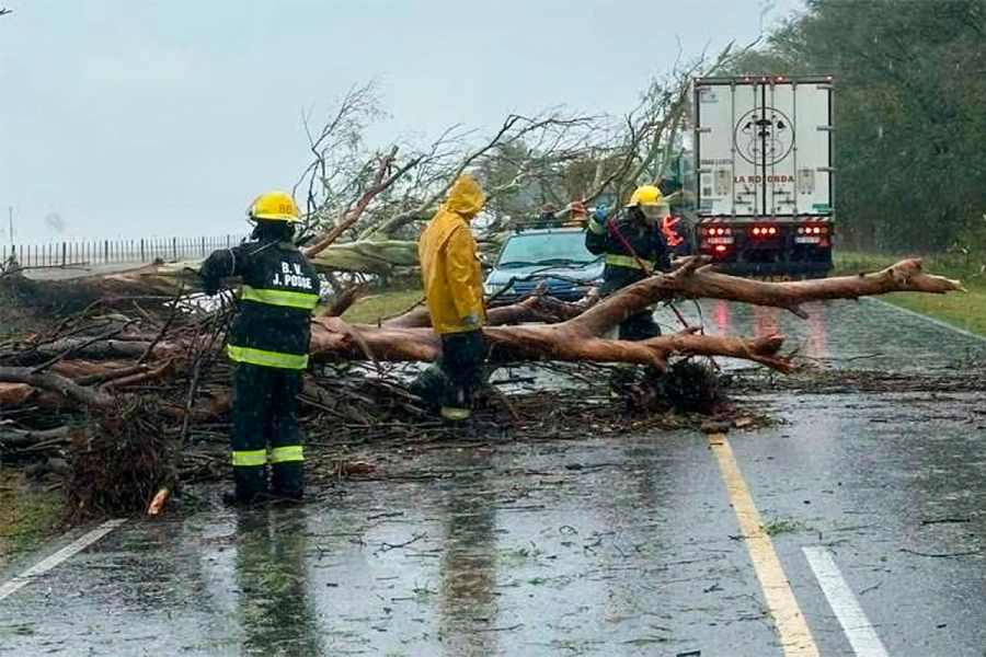 Cayeron muchos &aacute;rboles en el sur de C&oacute;rdoba. FM de la Medialuna