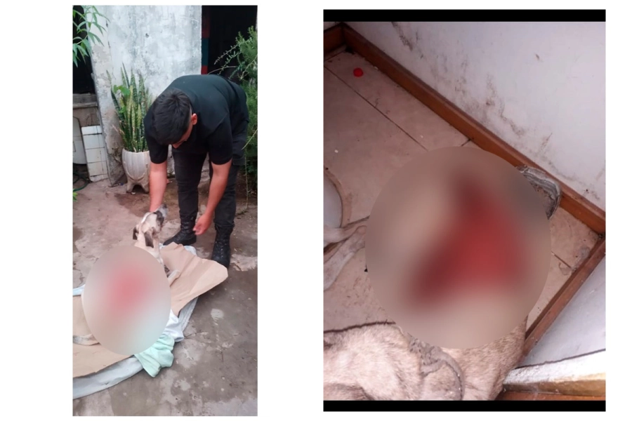 Tobi tiene su lomo despellejado. (foto: Concordia Policiales)