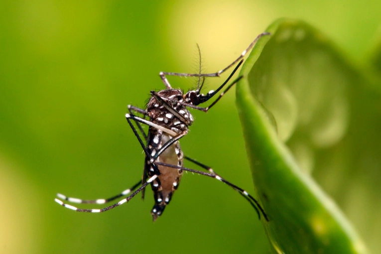 Se confirmó un nuevo caso de dengue en Entre Ríos