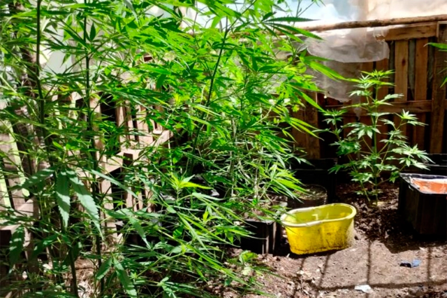 Desmantelaron invernadero de marihuana tras allanamientos por el asalto a un matrimonio. (foto: Polic&iacute;a de Entre R&iacute;os)