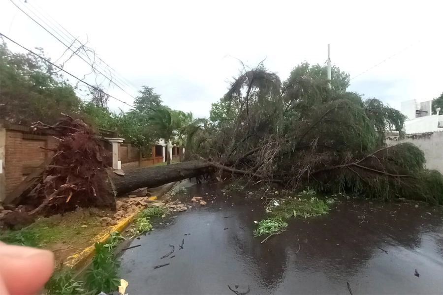 &Aacute;rbol ca&iacute;do en Vieytes al 1770