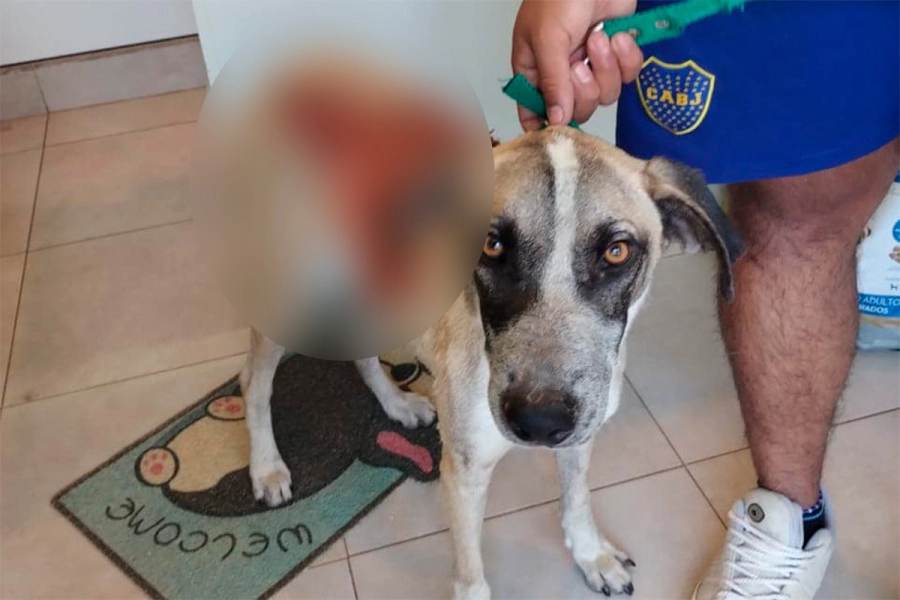 Tobi, el perro que fue hallado despellejado. (foto: Sociedad Protectora de Animales de Concordia)