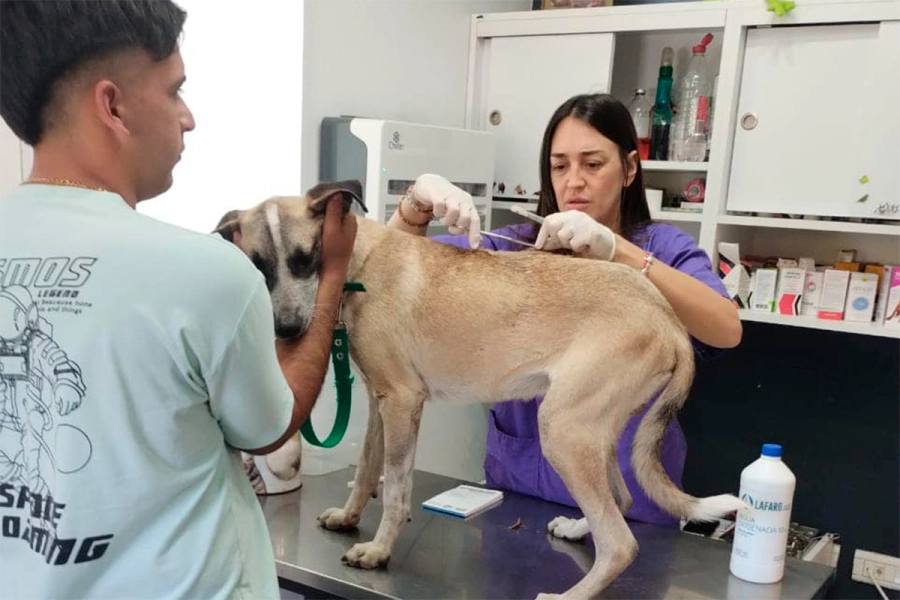 La recuperaci&oacute;n de Tobi. (foto: Sociedad Protectora de Animales de Concordia)
