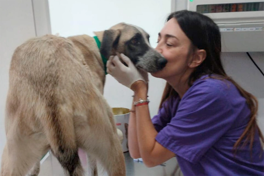 &ldquo;Tobi fue a control veterinario con la m&eacute;dica Paula Pitura. (foto: Sociedad Protectora de Animales de Concordia)