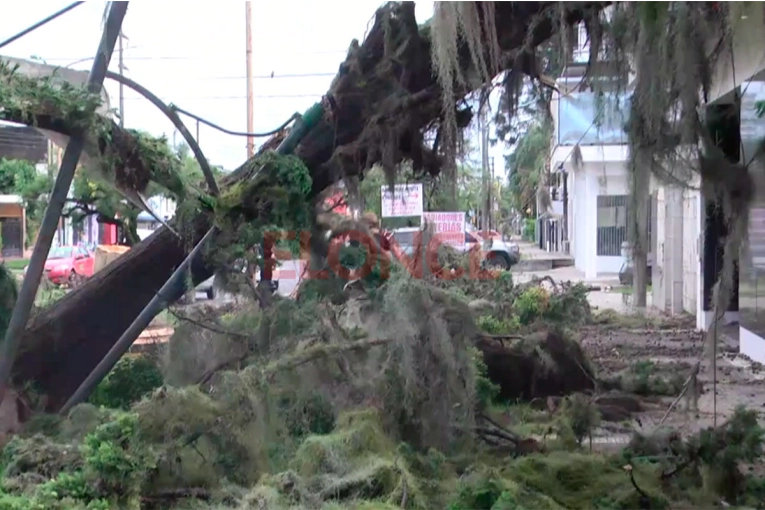 Zona sur de Paraná afectada por el temporal: reportaron árboles y  postes  caídos