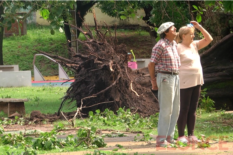 Árboles arrancados de cuajo, la postal que se repite en una plaza de Paraná tras el temporal