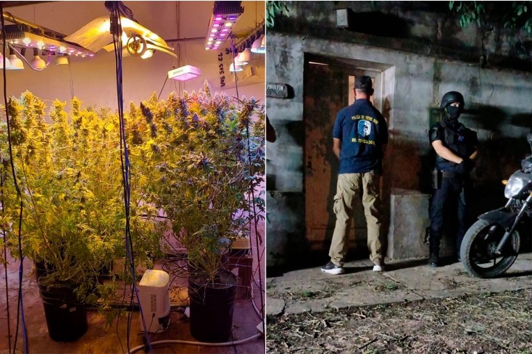 Incautaron plantas de marihuana, dinero y moto en allanamiento por Narcomenudeo