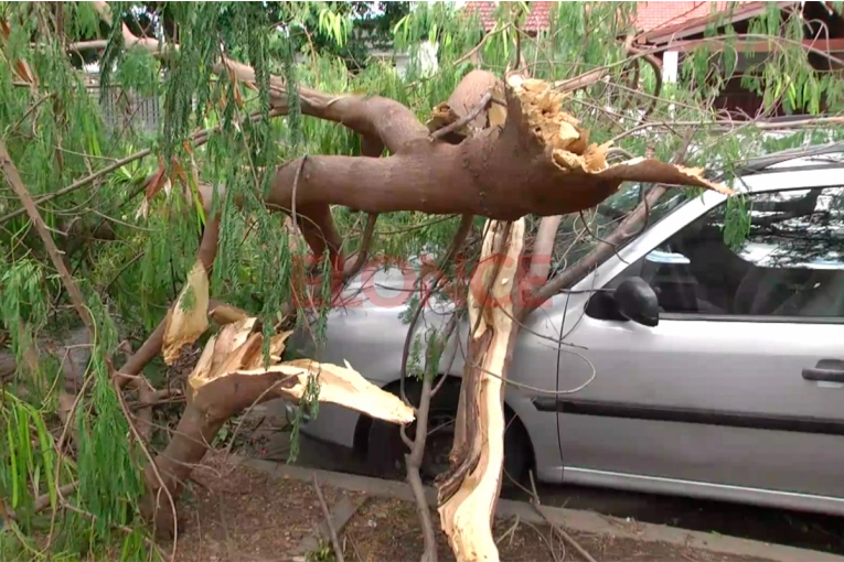 Árbol de gran porte cayó sobre un vehículo familiar en calle Celestino Marcó