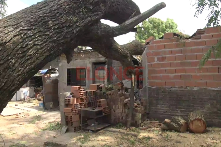 Vecino solicita que retiren un árbol de gran tamaño que cayó sobre su casa en Paraná