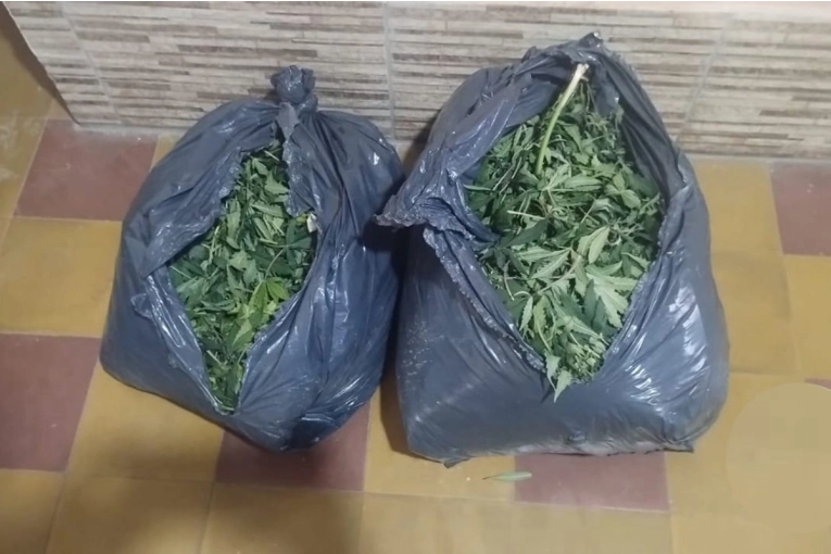 Lo atraparon cuando retiraba bolsas con plantas de marihuana de un contenedor