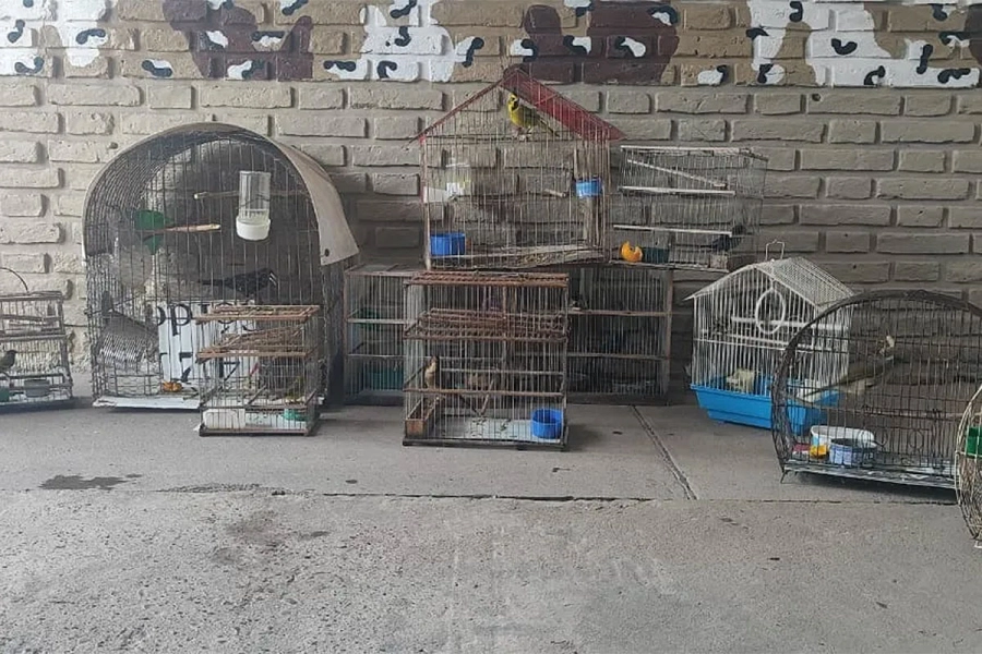 Jaulas secuestradas en vivienda de Paran&aacute;. Foto: Polic&iacute;a