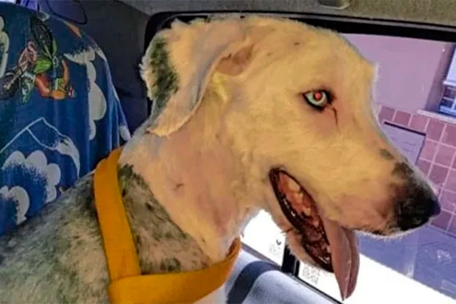 Floky est&aacute; perdido desde el 3 de diciembre