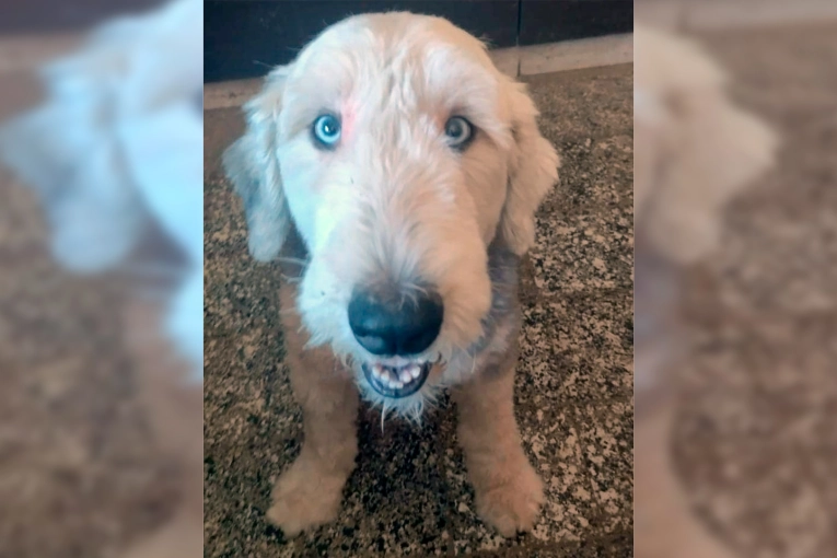 Floky se escapó de una veterinaria en Paraná y organizan una búsqueda en el monte