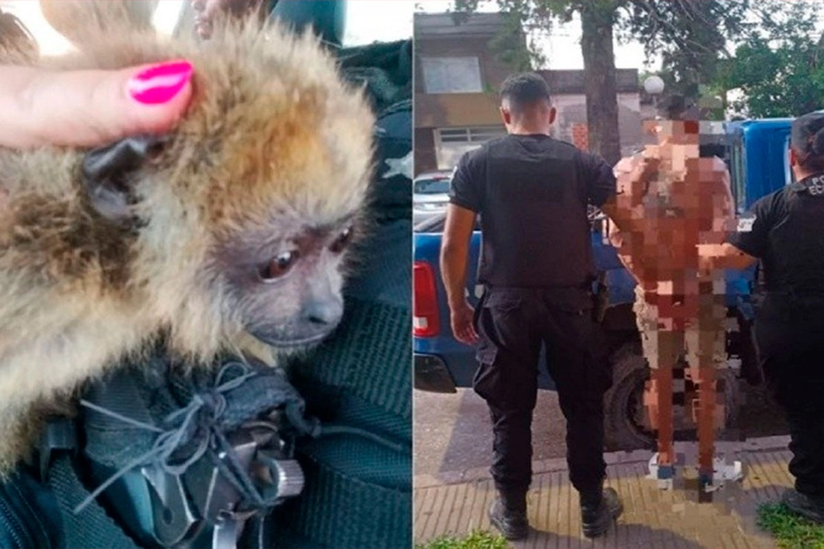 El mono rescatado y el hombre detenido.