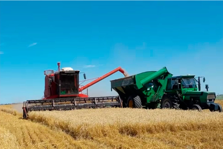 Estiman que la producción de trigo tendrá una caída de 14% en Entre Ríos