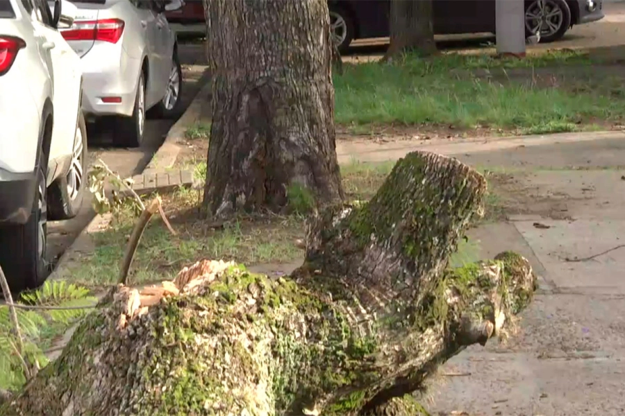 Piden a la municipalidad que terminen de retirar el &aacute;rbol