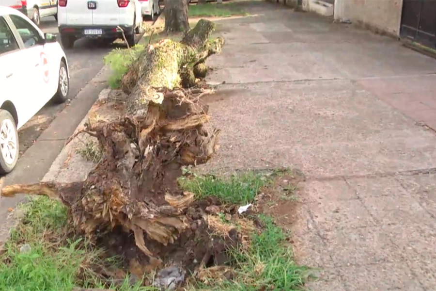 El jacarand&aacute; cay&oacute; el pasado 6 de diciembre