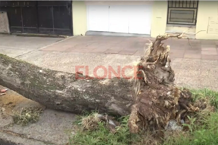 Vecino pide que le retiren un árbol que cayó durante la última tormenta y le obstruye el garaje