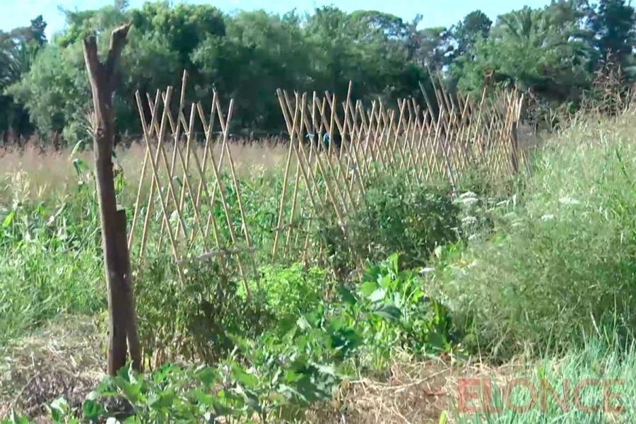 Programa de Huertas Agroecol&oacute;gicas Urbanas y Periurbanas