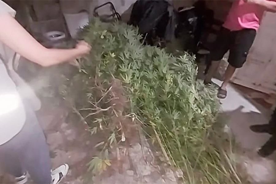 Plantas de Cannabis Sativa incautadas en Paran&aacute;.