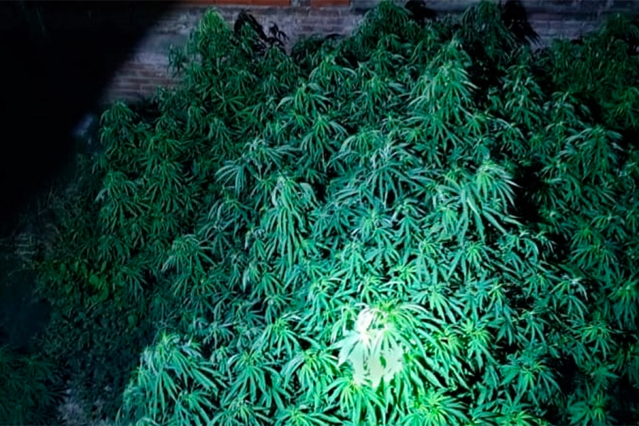 Incautaron 52 plantas de Cannabis Sativa. PER