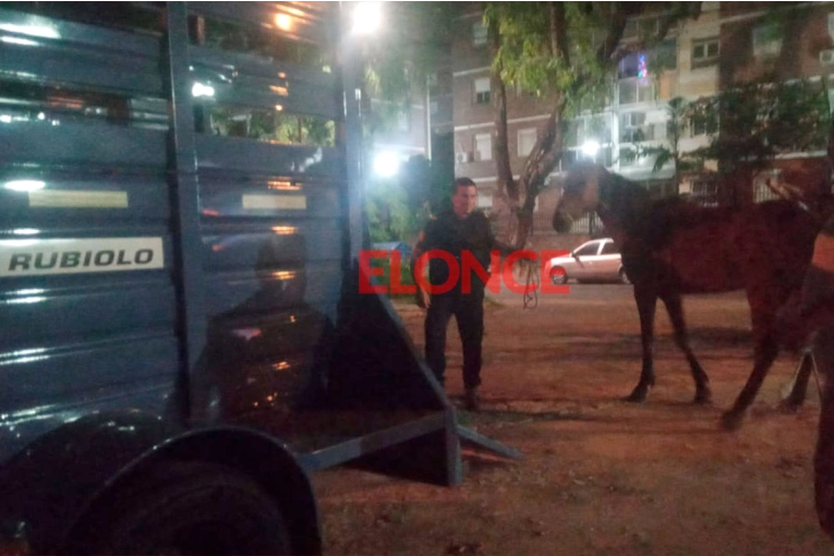 Rescataron un caballo que se encontraba en mal estado y tiraba un carro en Paraná