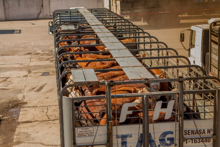 Desde noviembre se emitieron más de 20.000 guías de traslado de hacienda