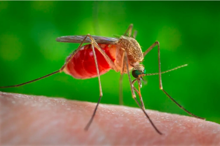 Invasión de mosquitos en Paraná: aclaran que la fumigación tiene “efectos paliativos”