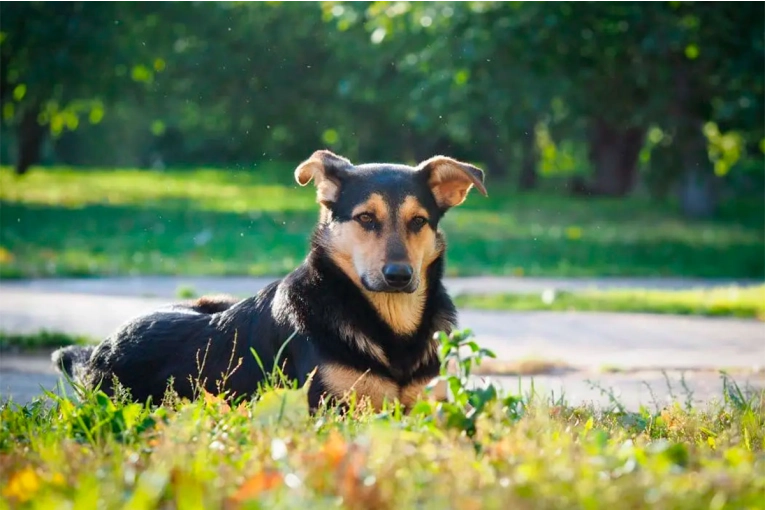 Mosquitos y golpes de calor: cómo proteger a las mascotas durante el verano