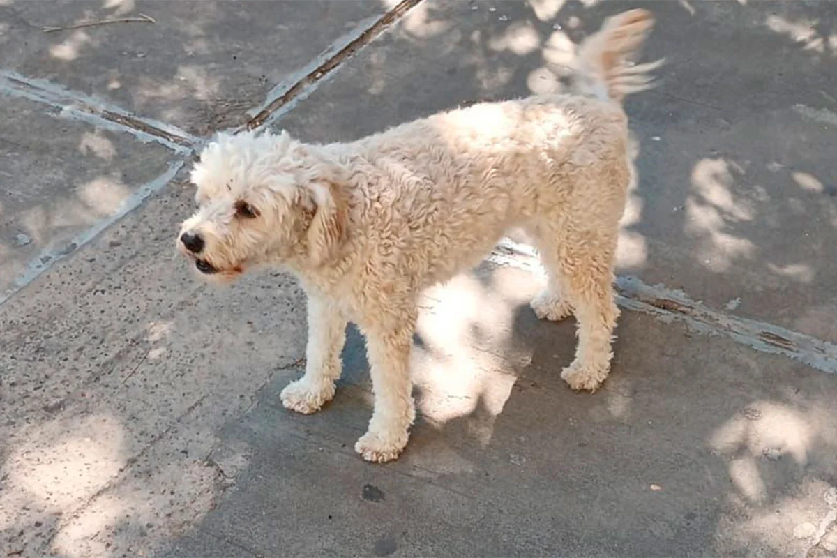 Sammy, la perra buscada.